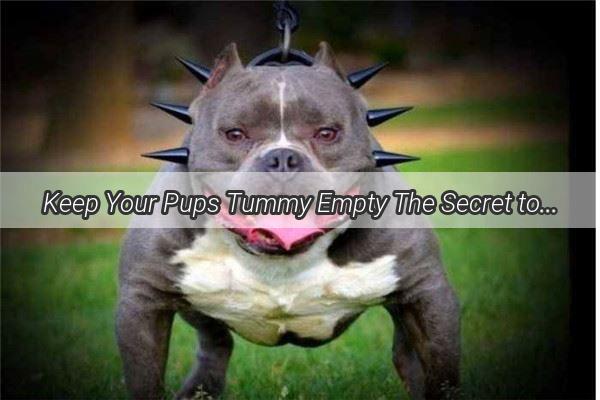 Keep Your Pups Tummy Empty The Secret to a Dogs Day Without Poop